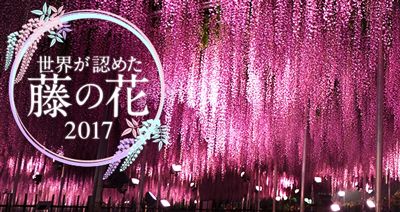 一生に一度は見たい絶景　〜世界が認めた藤の花2017〜