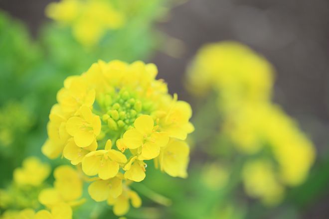 雨水(うすい)