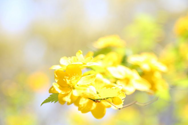 清明(せいめい)