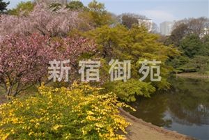 新宿御苑