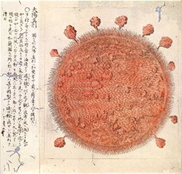 江戸の博物学展