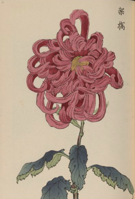 契花百菊（けいかひゃくぎく）