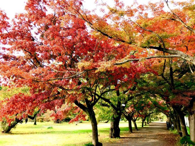 小石川植物園