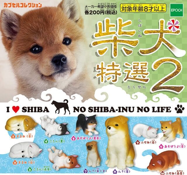 柴犬 特選２