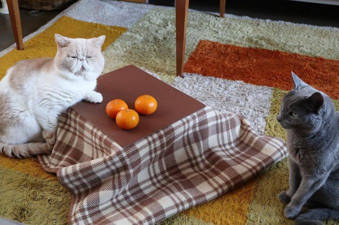 猫と、こたつと、思い出みかん 2020年