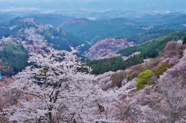 義経千本桜